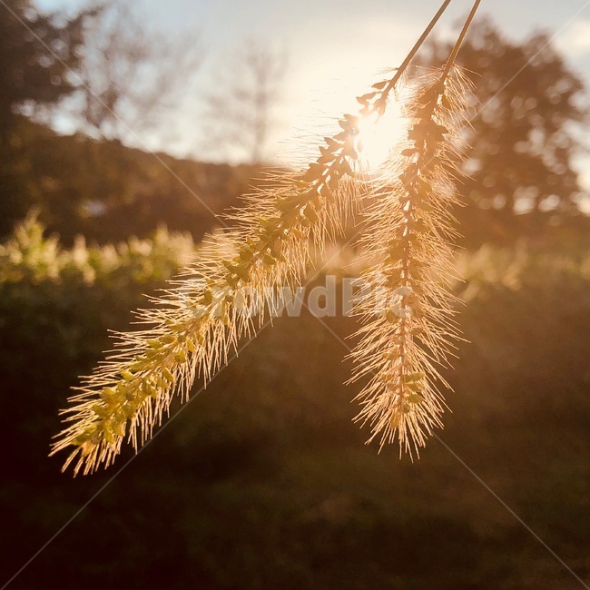 가을,강아지풀,햇살,감성,추억,자연,식물,자연,plants,nature