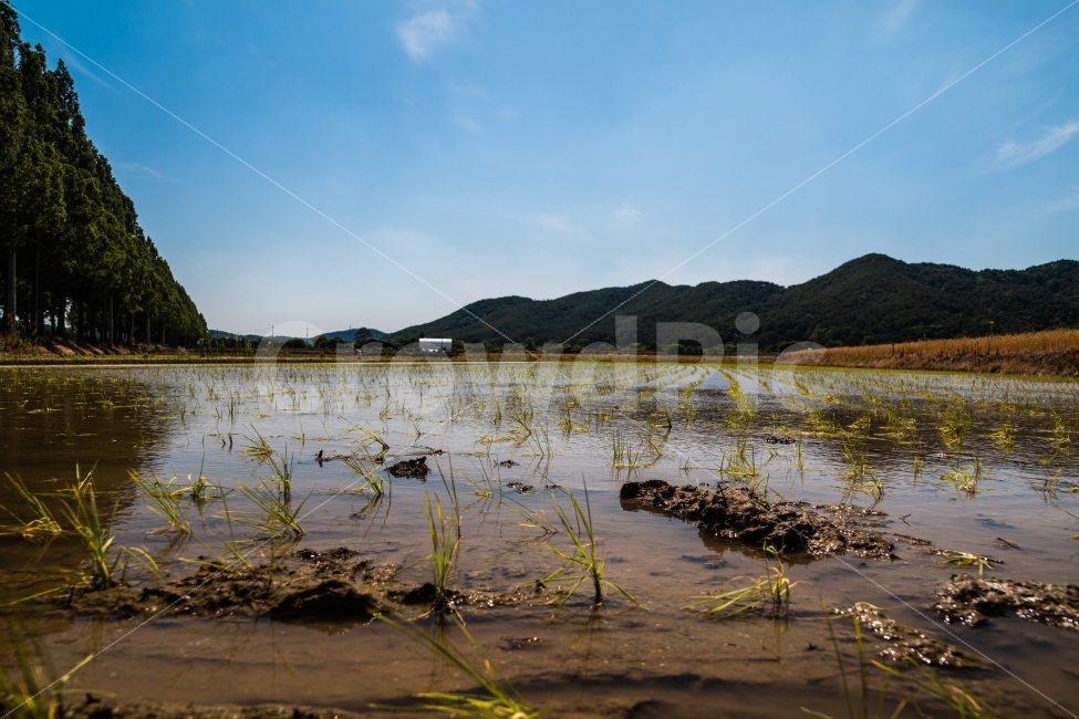 풍경,농촌,시골,논,모내기,여름,농촌의여름,하늘,시골길,자연,풍경,nature,landscape,시골,마을,country,rural,town,outdoors,옥외,land,땅,water,물,swamp,늪,bog,변소,marsh,습지