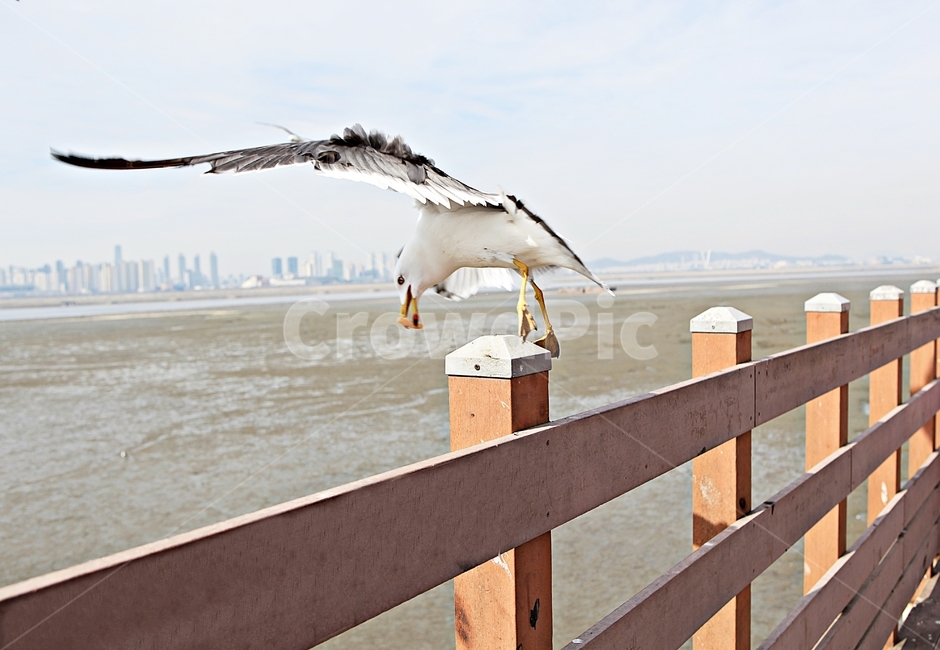 갈매기,조류,새,하늘,자연,풍경,배경,풍광,동물,animal,조류,새,birds