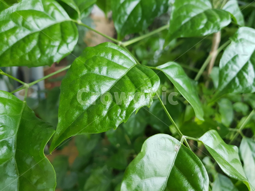plant,식물,보타닉,green,나뭇잎,식물,자연,plants,nature