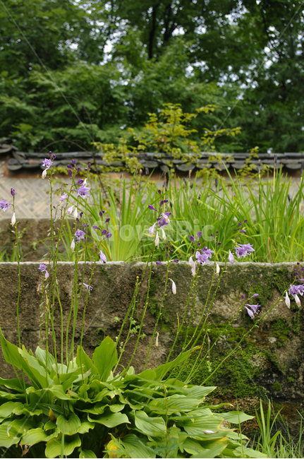 비비추,식물,plant,자연,nature,꽃,flower,식물,자연,plants,nature,꽃,flower