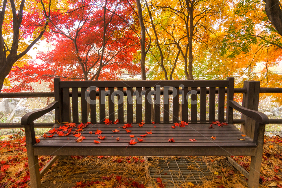 가을,단풍,낙엽,의자,공원,벤치,계절,감성,나무,숲,가을,계절,fall,autumn,season,휴식,힐링,rest,relaxation,healing,railing,난간