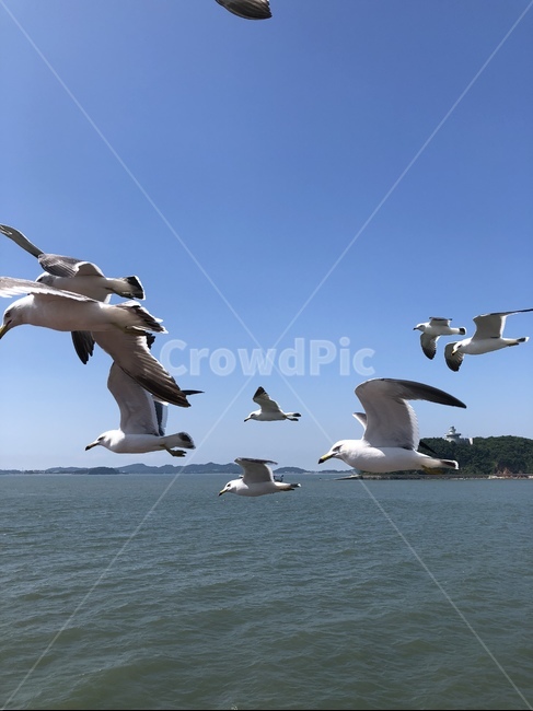 동물,갈매기,새,바다,근접