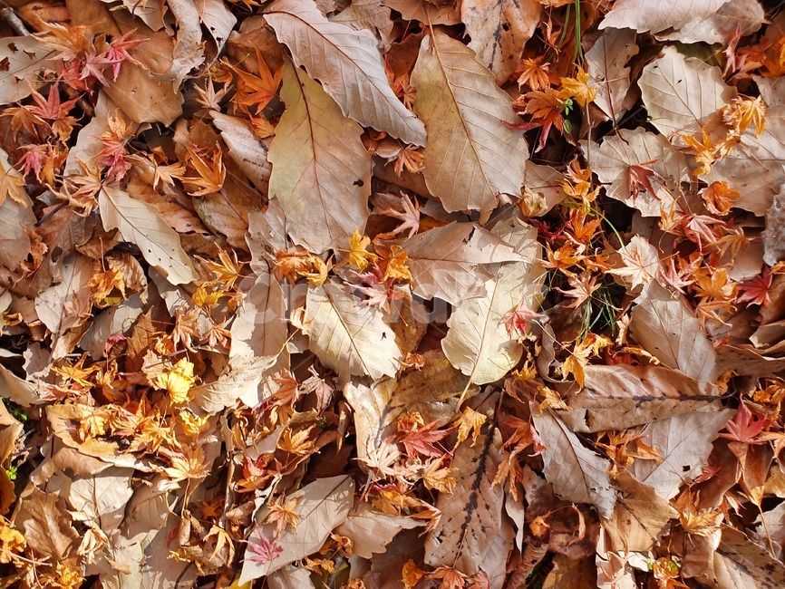 가을,낙엽,떡갈나무잎,갈참나무잎,자연,가을,계절,fall,autumn,season