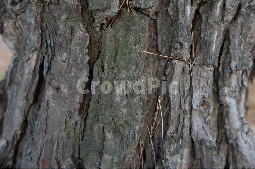 나무,나이테,고목,나무배경,우든,텍스쳐,wooden,texture,가을,갈색,고동색,식물,자연,plants,nature,나무,trees,wood
