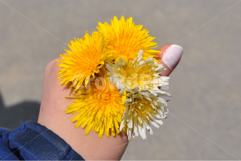 plant,식물,민들레,샛노란,노랑,봄