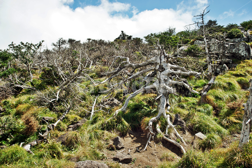 고사목,영실,한라산,죽은나무,생물다양성보전,식물,자연,plants,nature,나무,trees,wood