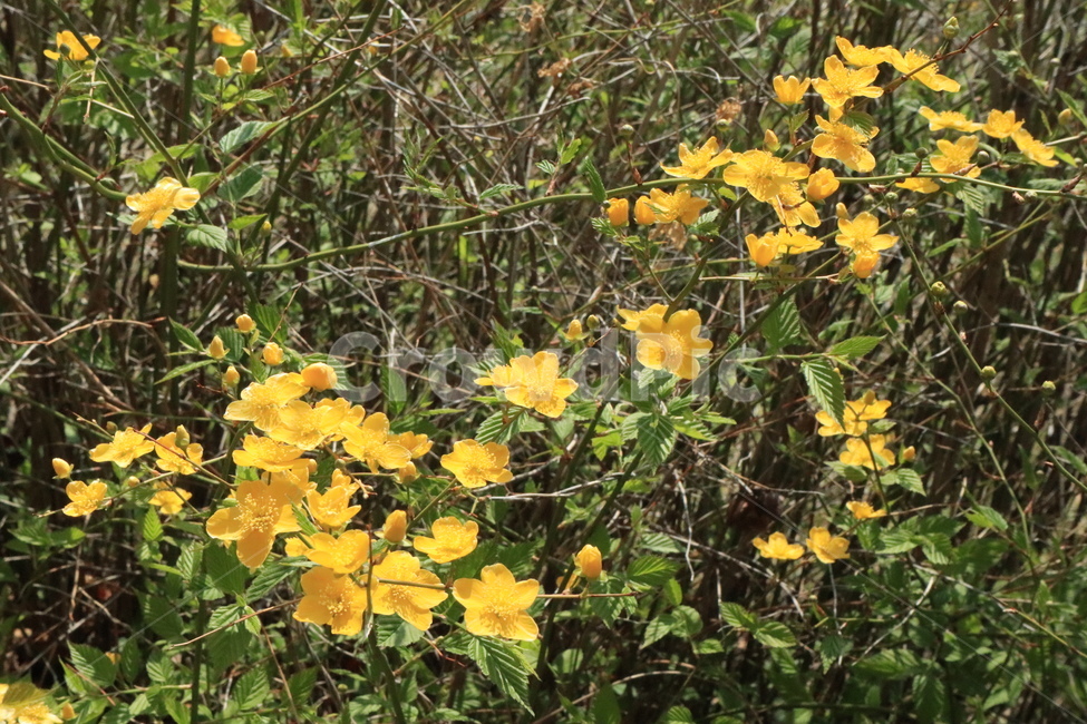 식물,꽃,개나리,노랑색,봄,식물,자연,plants,nature,꽃,flower