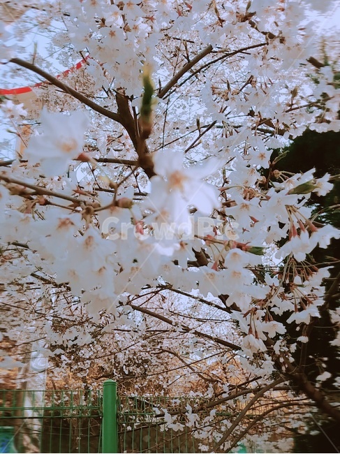 봄,벚꽃,벚꽃나무,벚꽃잎,핑크