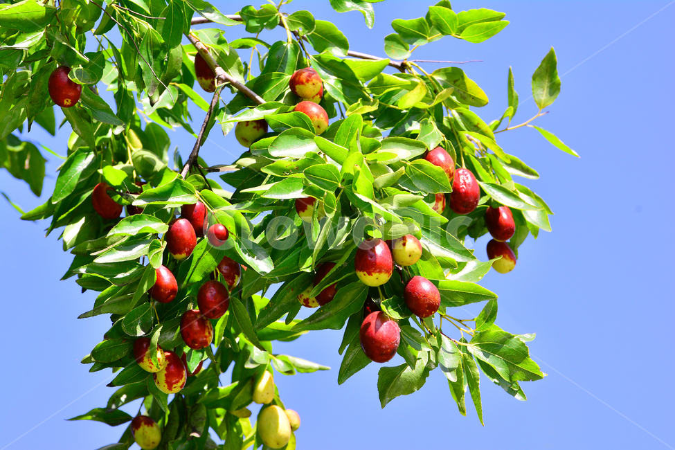 대추,대추나무,건강식품,대추차,jujube,달콤한,맛,과일,가을열매,가을이미지,나무열매,fruit,food,asian,동양적,한국적,한약재료,잘익은,주렁주렁,풍년,풍성한,식물,자연,plants,nature,음식,식재료,요리,food,cook,meal,dishes,food reserves,과일,열매,fruit