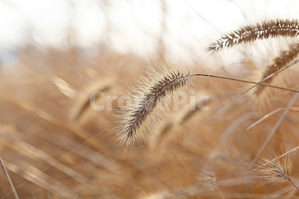 강아지풀,강아지풀꽃,꽃,잡초,가을,풀,공원,야외,가을,계절,fall,autumn,season,식물,자연,plants,nature