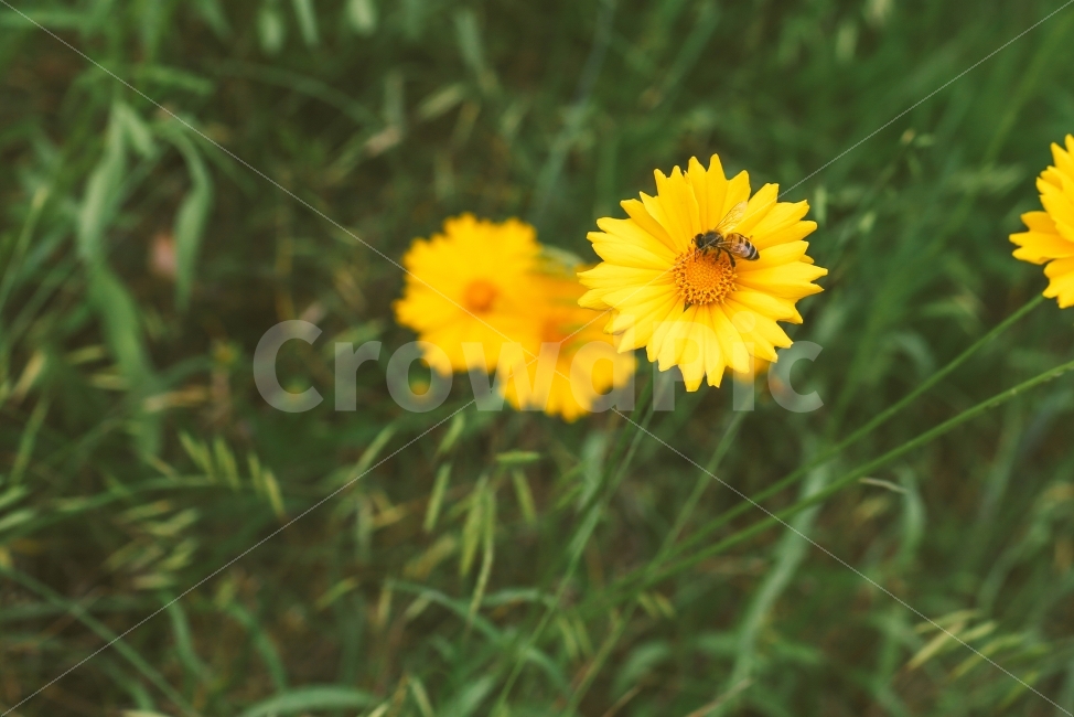 꽃,자연,식물,금계국,벌,일상,감성,노란색,flower,plant,color,yellow,식물,자연,plants,nature,동물,animal,곤충,벌레,insect,bug,꽃,flower