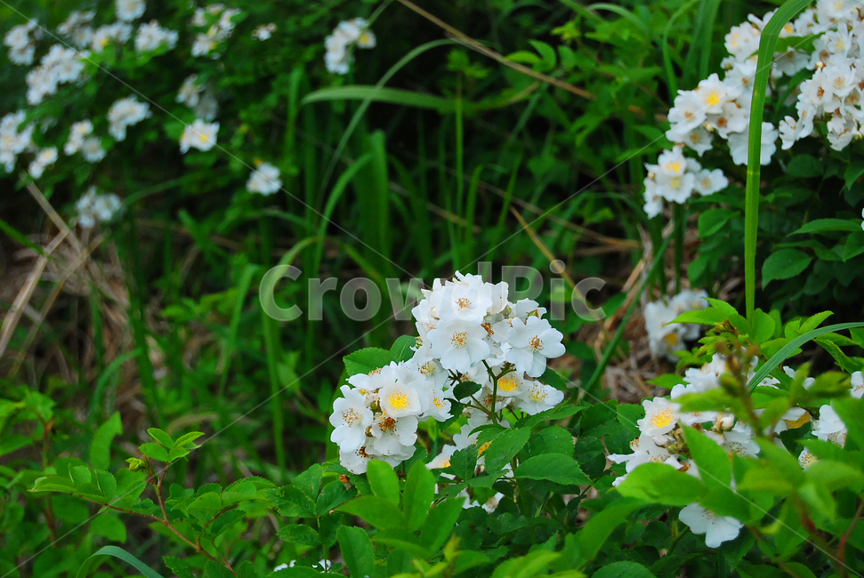자연,식물,꽃,야생화,여름,식물,자연,plants,nature,꽃,flower