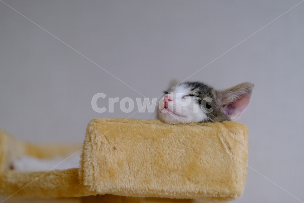 애완동물,반려동물,반려묘,아깽이,고양이,cat,새끼고양이,동물,animal,포유류,mammal,고양이,cat,kitten,kitty