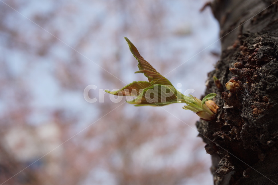 봄,벚꽃나무,새순,분홍,하늘,연두색,4월,봄,계절,spring,season,식물,자연,plants,nature,animal,동물,bird,새,plant