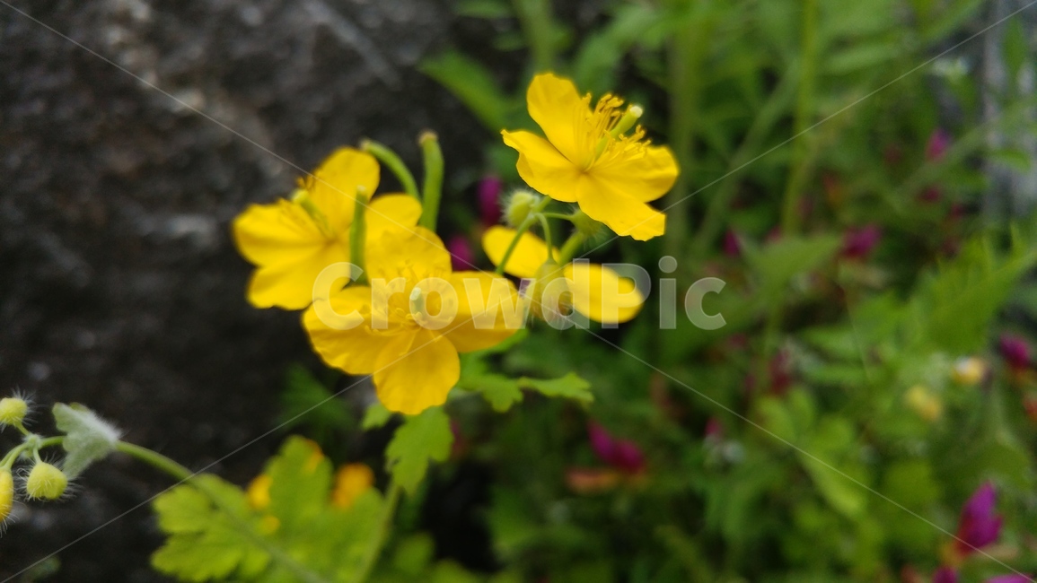 노랑,식물,꽃,flower,들꽃,자연,봄