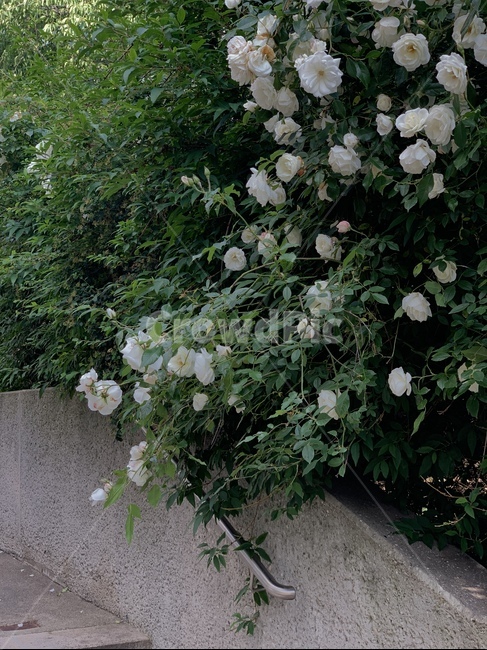 장미,꽃,하얀장미,식물,공원,만개,흰꽃,rose,plant