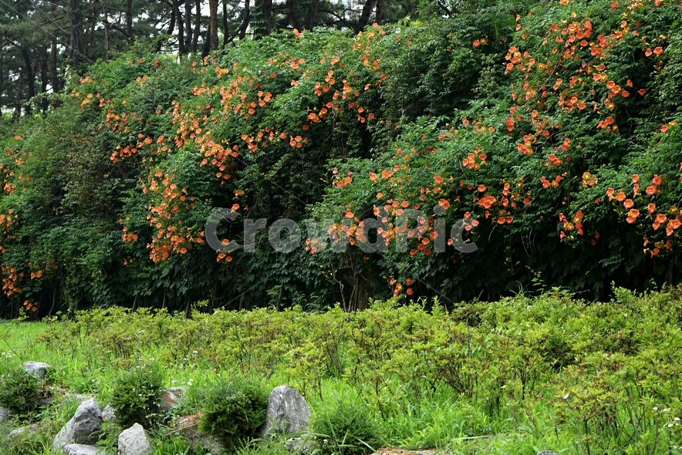 능소화,군락지,원예,자연,풀,식물,조경,garden,plant,grass,nature,gardening,beautiful,flower,식물,자연,plants,nature,꽃,flower