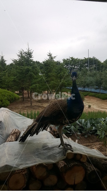 animal,동물,bird,새,공작새,조류,새,birds