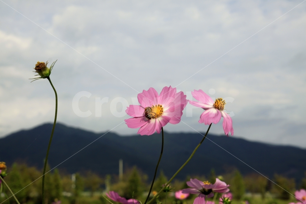 코스모스,가을,가을노래,가을여행,사랑,감사,희망,꽃,꽃사진,fall,autumn,season,plants,nature,flower,꽃과벌,희생,헌신,가을,계절,fall,autumn,season,식물,자연,plants,nature,꽃,flower,동물,animal,곤충,벌레,insect,bug,plant,blossom,geranium,제라늄