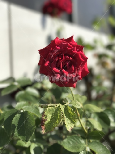 rose,장미,flower,plant,식물,blossom,꽃,꽃,flower