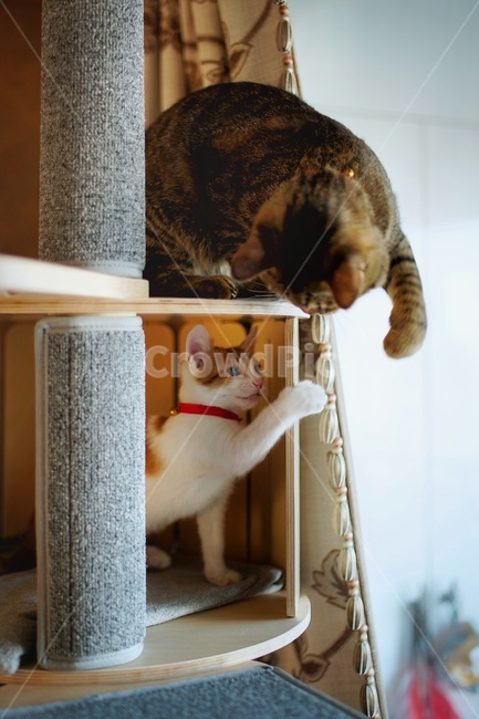 고양이,고양이들,고양이펀치,노는고양이,귀여운고양이,동물,animal,포유류,mammal,고양이,cat,kitten,kitty