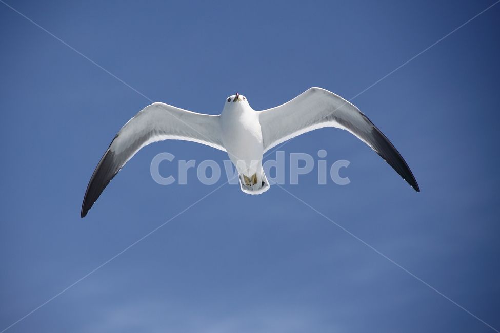 seagull,갈매기,동물,bird,새,laruscrassirostris,괭이갈매기,동물,animal,조류,새,birds
