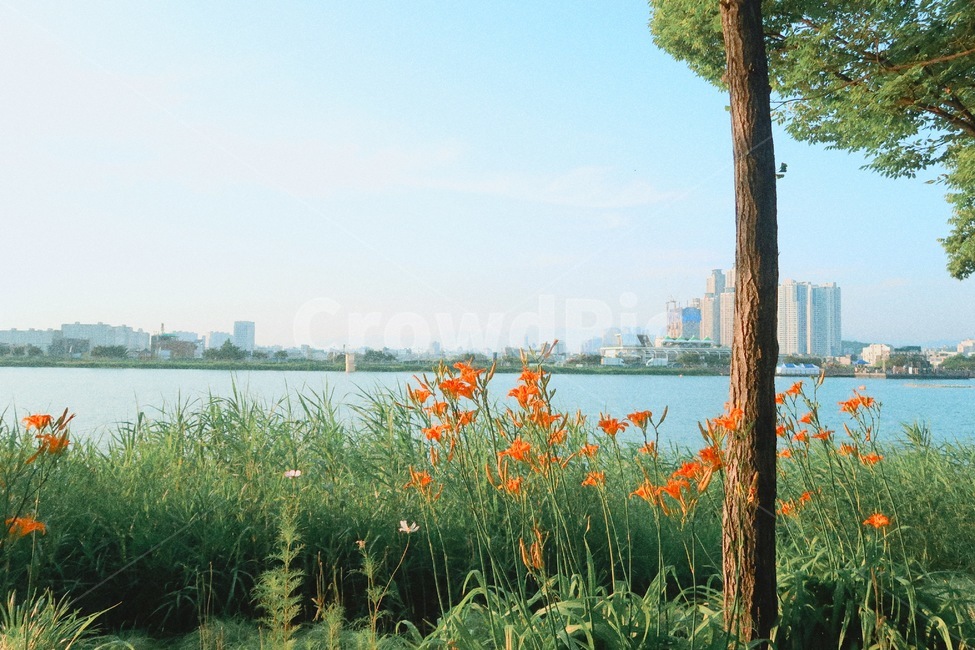 sunny day,flowers,waterside,pretty flowers,Daegu Suseong Pond