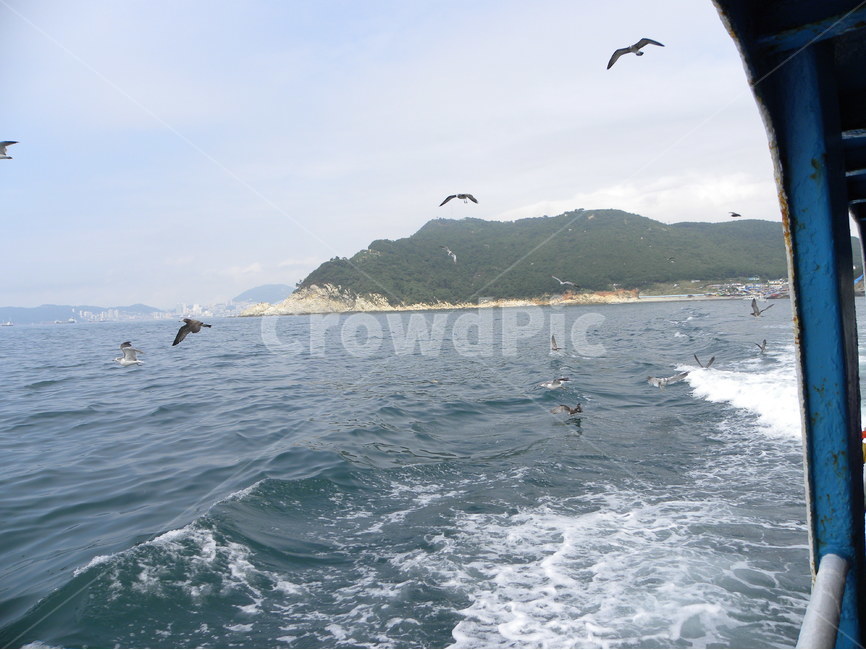 갈매기,바다,섬,바다풍경,유람선,seagull,sea,island,cruiseship,seapictures,자연,풍경,nature,landscape,동물,animal,조류,새,birds,leisure activities,레저 활동,adventure,모험,bird,gliding,활공
