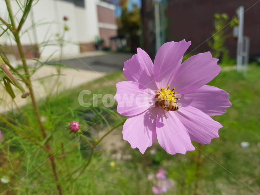 가을,코스모스,벌,자연,cosmos,꽃,가을,계절,fall,autumn,season,식물,자연,plants,nature,꽃,flower,동물,animal,곤충,벌레,insect,bug,plant,geranium,제라늄,blossom