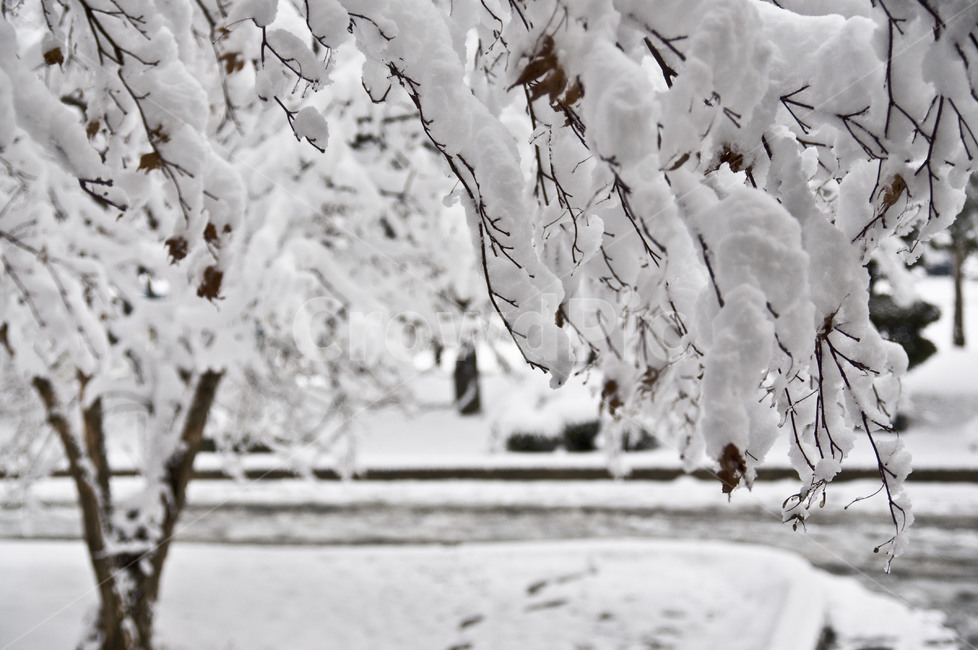 nature,자연,snow,눈,설경,white,겨울,winter,겨울왕국,겨울,계절,winter,season