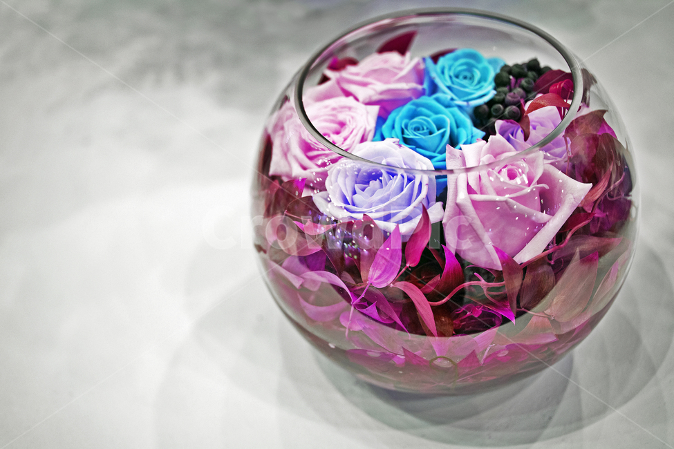 장미,꽃다발,축하,기념,선물,이벤트,꽃,flower