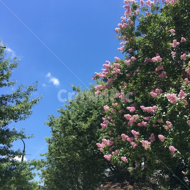 꽃,나무,자연,식물,하늘,맑은날,공원,flower,tree,nature,plants,sky,sunnyday,green,봄,계절,spring,season,식물,자연,plants,nature,꽃,flower,plant