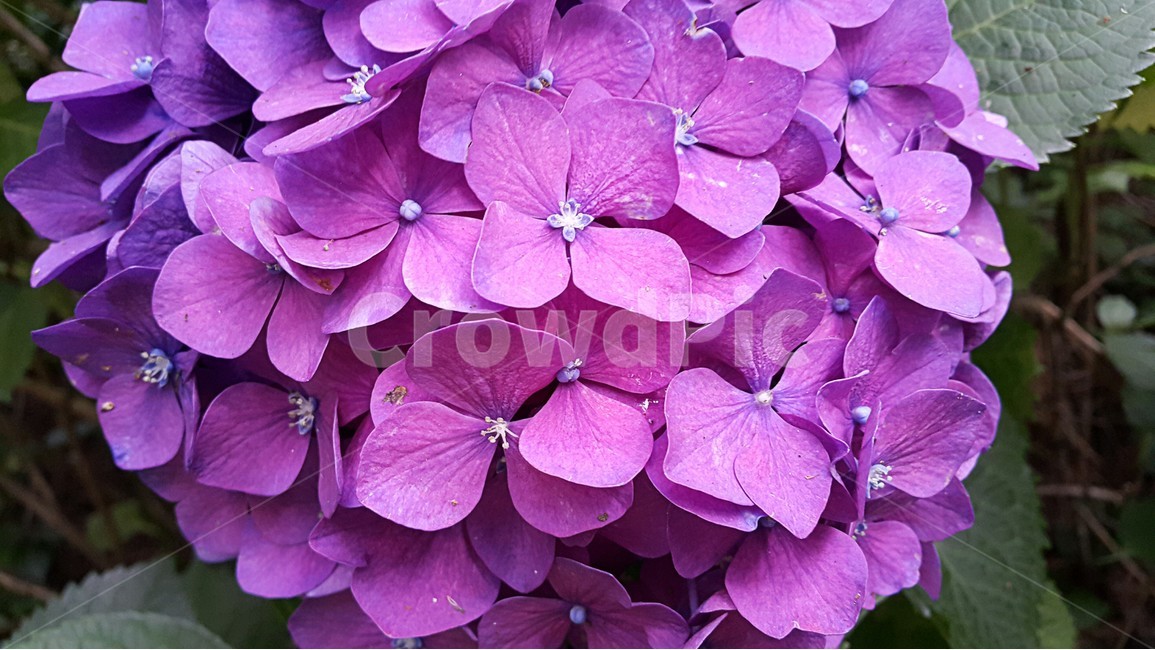 보라색,보라색꽃,봄꽃,꽃,꽃잎,식물,자연,plants,nature,꽃,flower