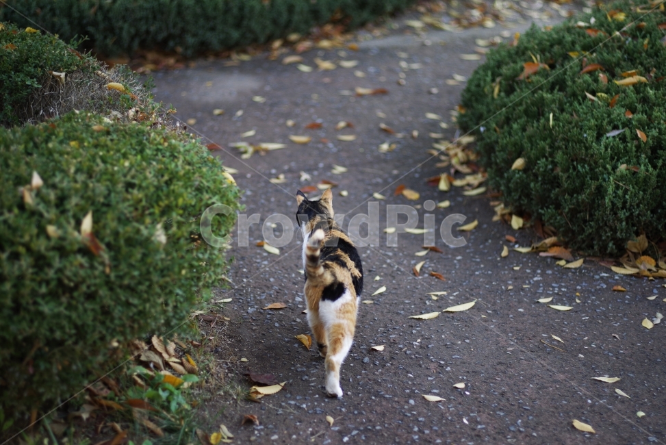 	고양이,길고양이,길냥이,애완동물,반려동물,생명,자연,야생,야생동물,야생고양이,미묘,미냥,cat,kitty,kitten,cute,lovely,adorable,pet,animal,street,streetcat,stray,straycat,wild,wildlife,wildcat,wildanimal,nature,natural,beauty,beautiful,동물,animal,포유류,mammal,고양이,cat,kitten,kitty