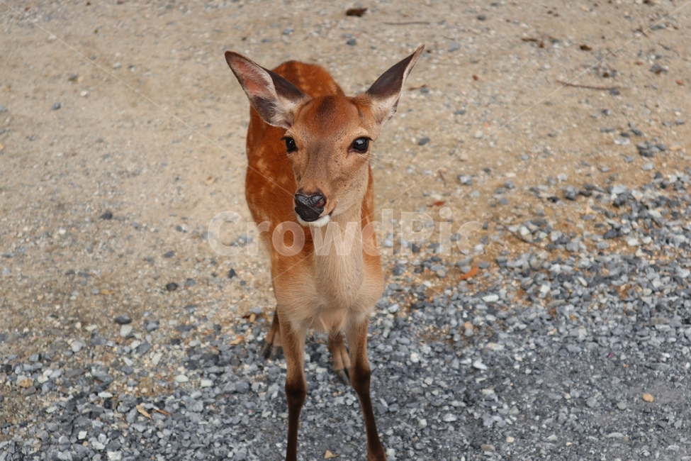 야생동물,사슴,동물,사슴공원,나라공원,wildanimal,deer,animal,deerpark,narapark,동물,animal,포유류,mammal
