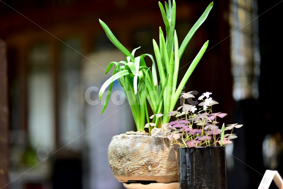 식물,화분,화초,plant,pot,flowerpot,식물,자연,plants,nature