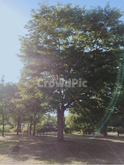 식물,plant,나무,tree,주말,산책,정자,쉼,휴식,빛,light,자연,nature,풍경,벤치,bench,오후,봄