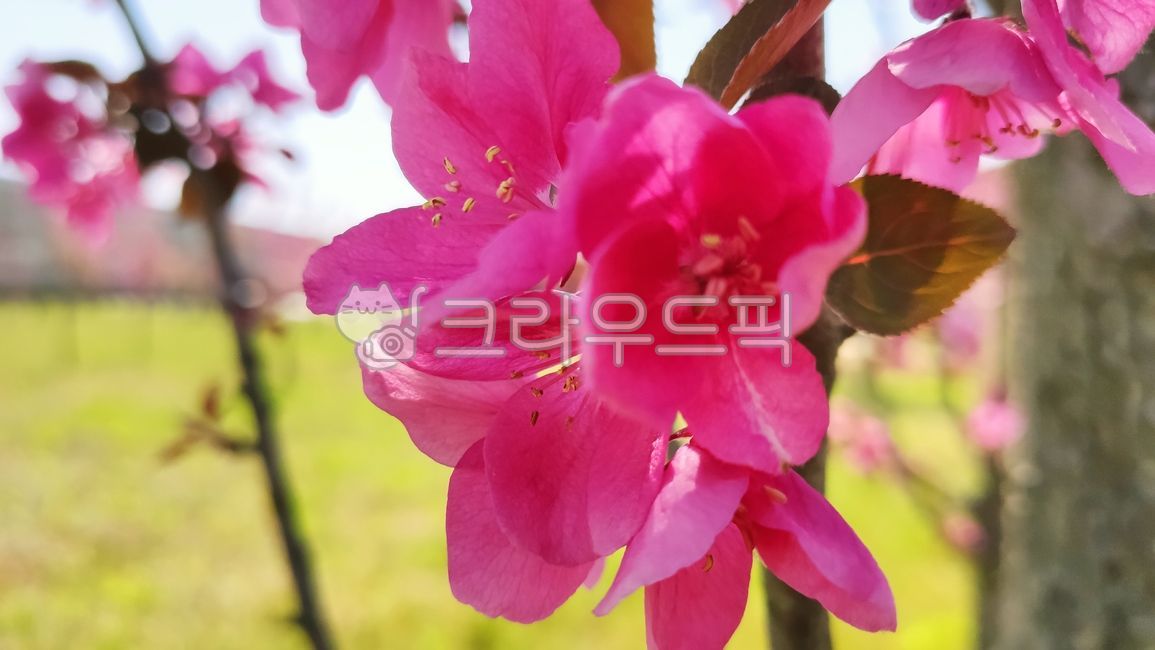 돌사과,꽃사과,사과꽃,꽃사과나무,벚잎꽃사과나무,malusfloribunda,plant,식물,blossom,flower,꽃