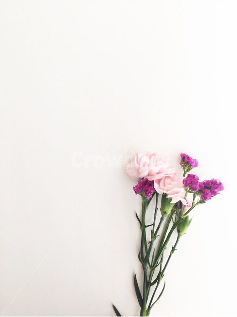 카네이션,스승의날,어버이날,프레임,여백,핑크,보라,꽃,carnation,parentsday,teachersday,frame,space,blank,pink,flower