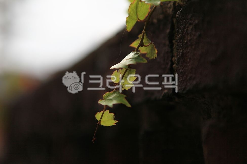 leaves,plant,leaf,ivy,wall