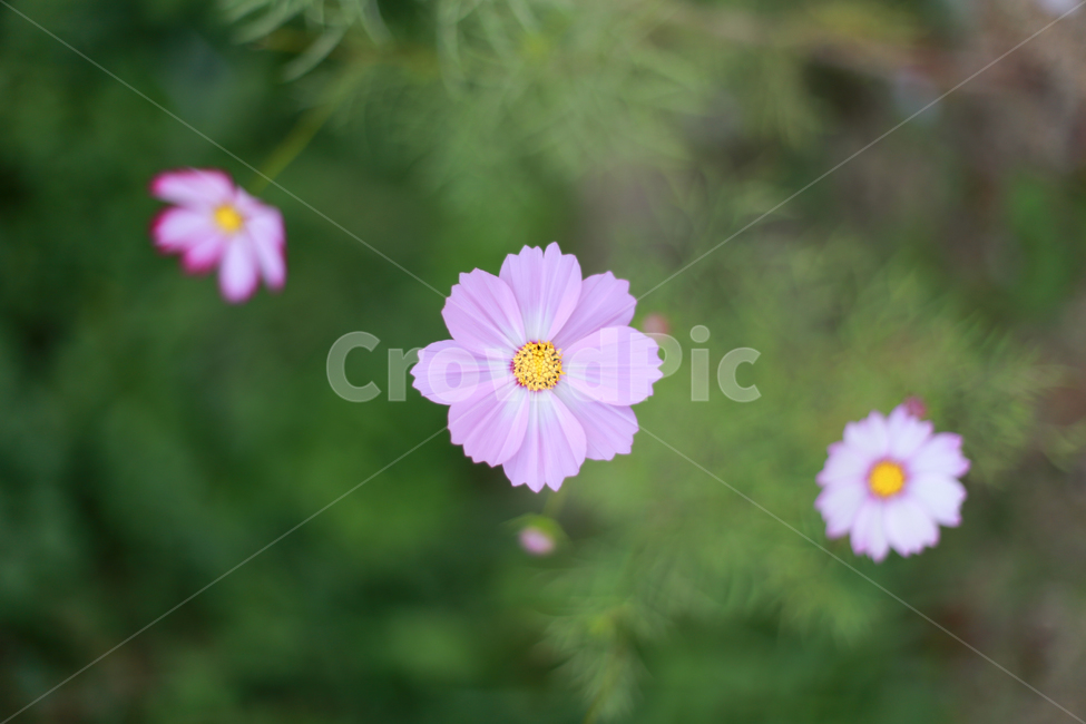 꽃,들꽃,자연,식물,blossom,flower,plant,식물,자연,plants,nature,꽃,flower