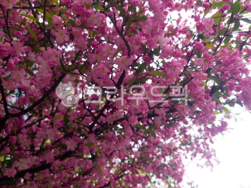 ,close shot,natural sensibility,cherryblossom,flower tree,Cherry blossoms,spring flowers,spring,beautiful,season,pretty flower,spring day,sakura,spring outing,cherry branch,picnic,background,plant,Yoshino cherry tree,cherry,pink,Cherry Blossom,flowering,D