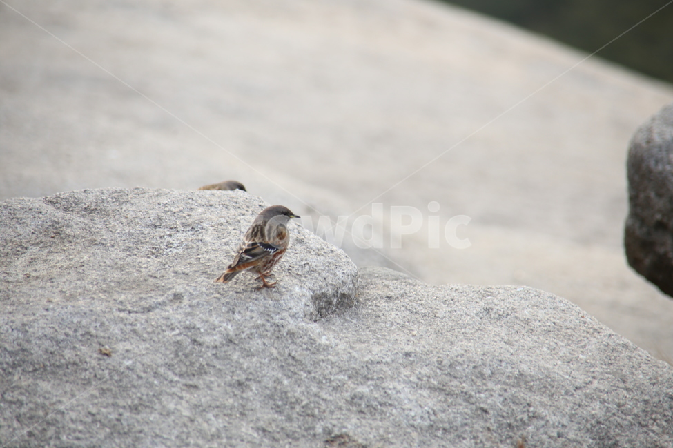 한국,산,동물,새,자연,동물,animal,조류,새,birds