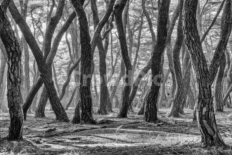 숲,소나무숲,삼릉숲,소나무,나무,식물,자연,plants,nature,나무,trees,wood,흑백,모노톤,monochrome,black and white
