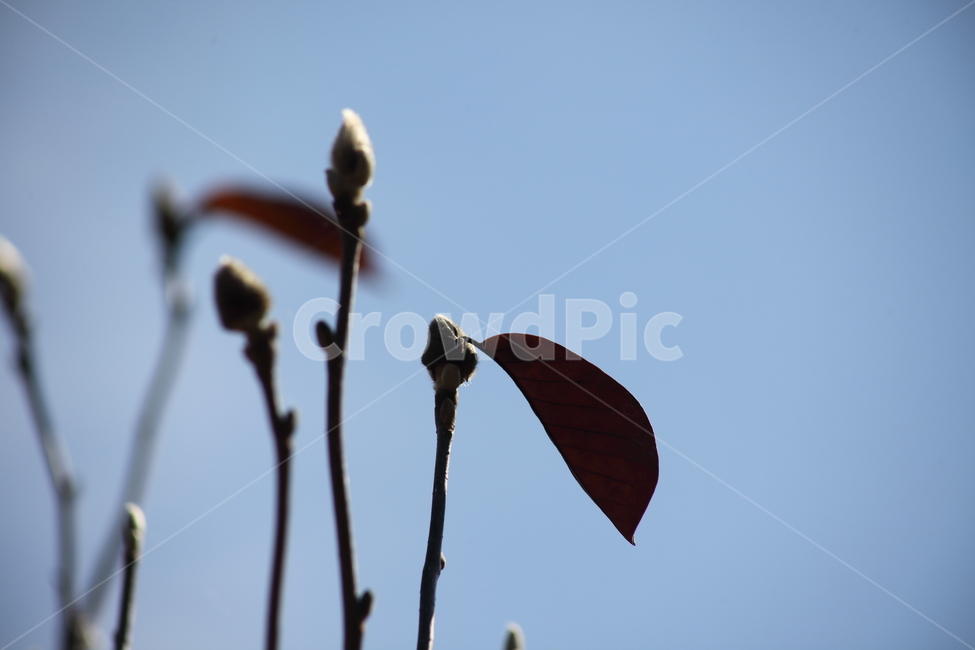 목련,단풍,엽록소,가을,redleaves,가을,계절,fall,autumn,season,식물,자연,plants,nature,blossom,꽃,sprout,새싹,flower,plant,bud,싹