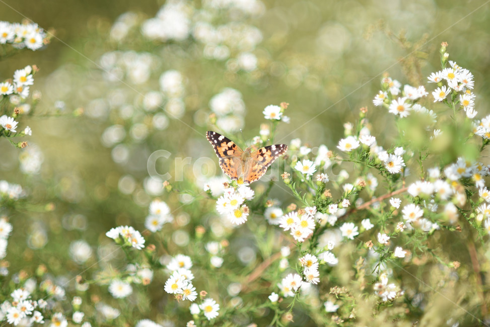 식물,니비,풍경,자연,풀,식물,자연,plants,nature,꽃,flower,곤충,벌레,insect,bug