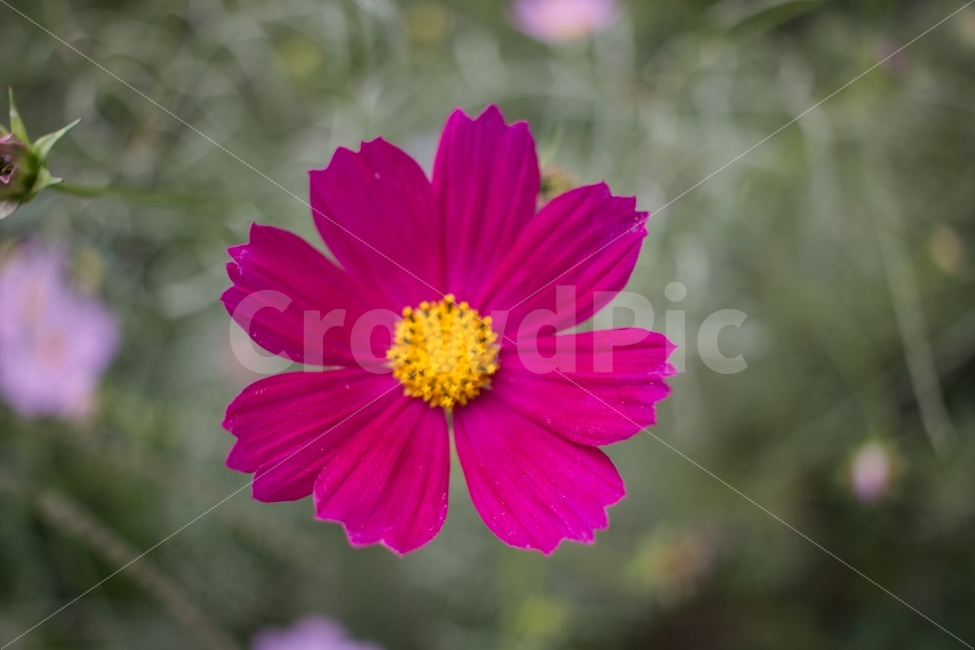 코스모스,가을,꽃,자연,식물,포커스,flower,가을,계절,fall,autumn,season,식물,자연,plants,nature,꽃,flower,plant