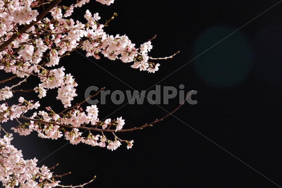 봄,꽃,봄꽃,벚꽃,나무,벚나무,식물,자연,플라워,생화,봄날,봄이미지,flower,cherryblossome,spring,봄,계절,spring,season,식물,자연,plants,nature,꽃,flower,plant,blossom