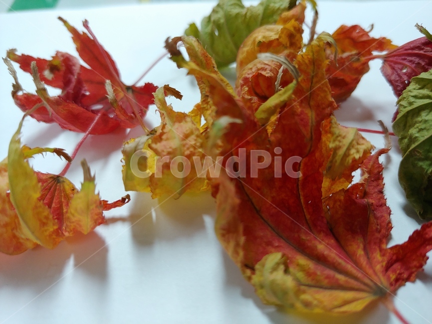 단풍,낙엽,나뭇잎,잎새,빨강,노랑,나무,가을,가을,계절,fall,autumn,season,leaf,잎,plant,식물